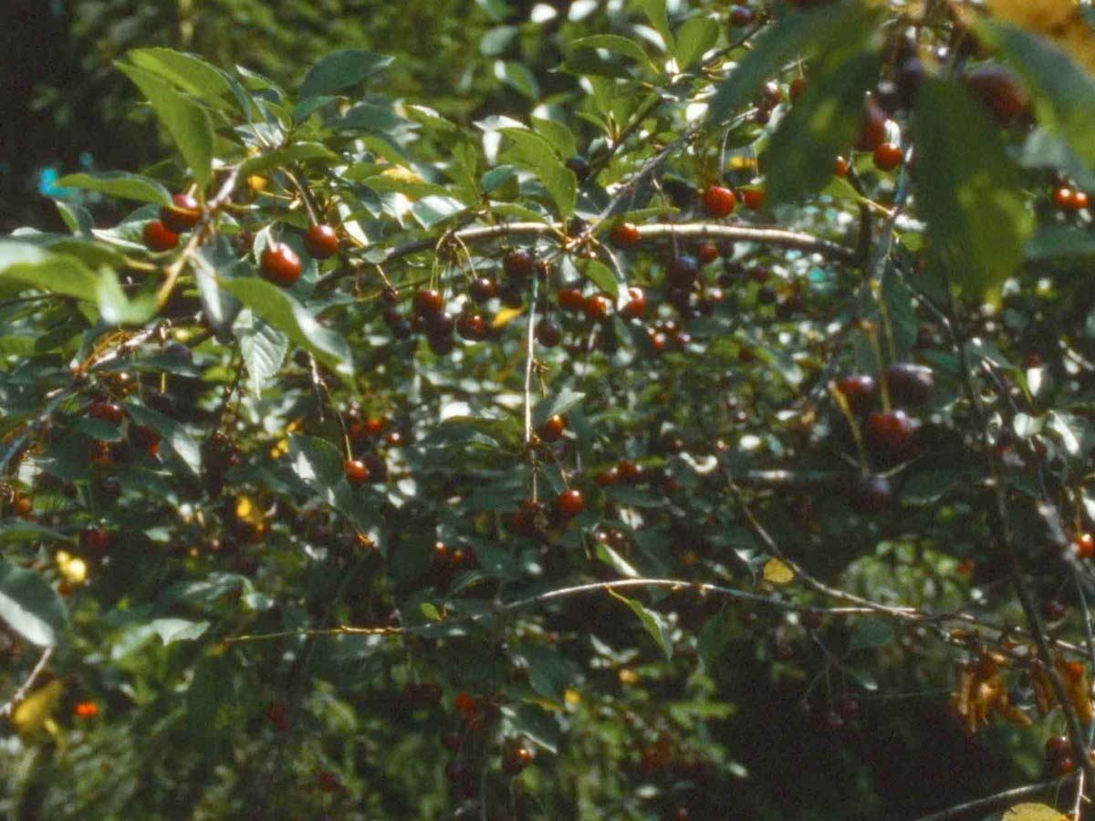 © Cherries (Vytautas Katkus, 2022)