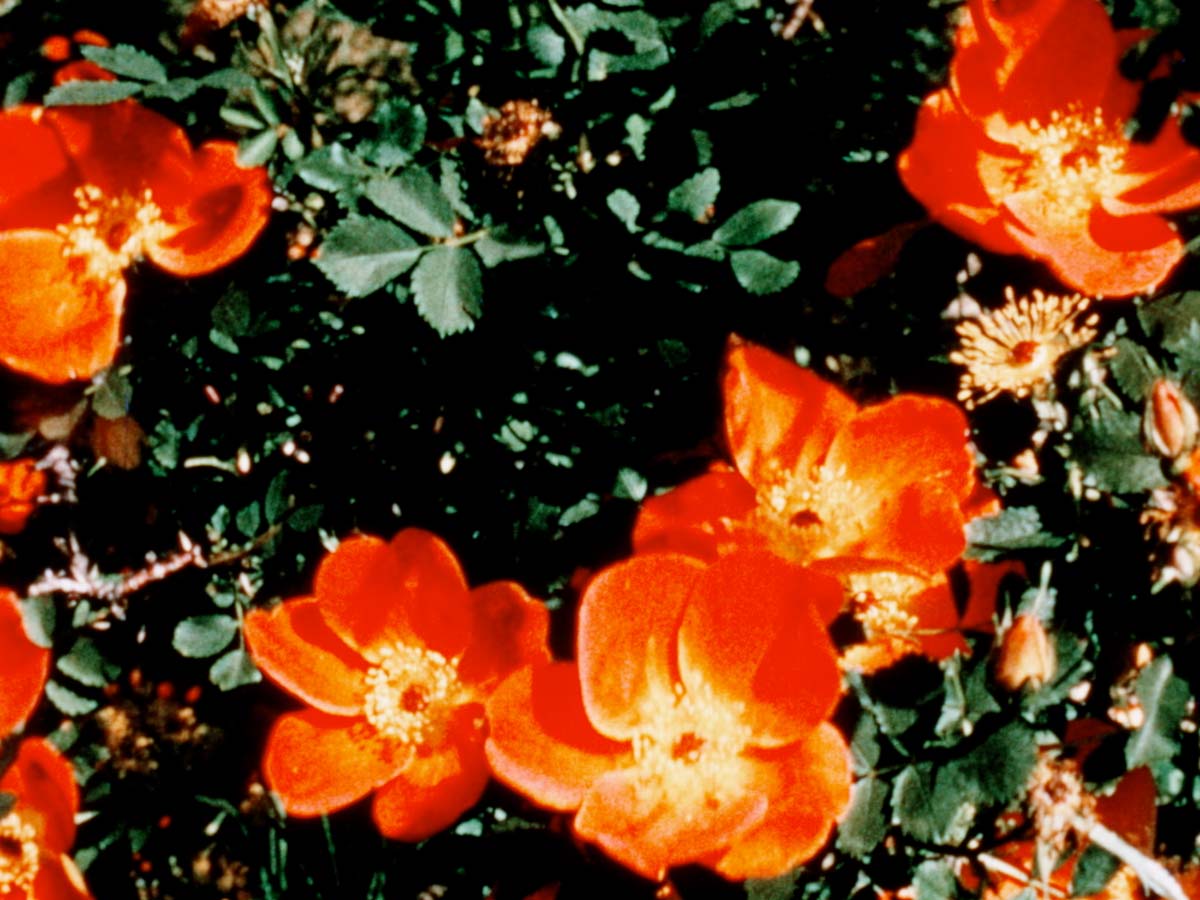 © Glimpse of the Garden (Marie Menken, 1957)